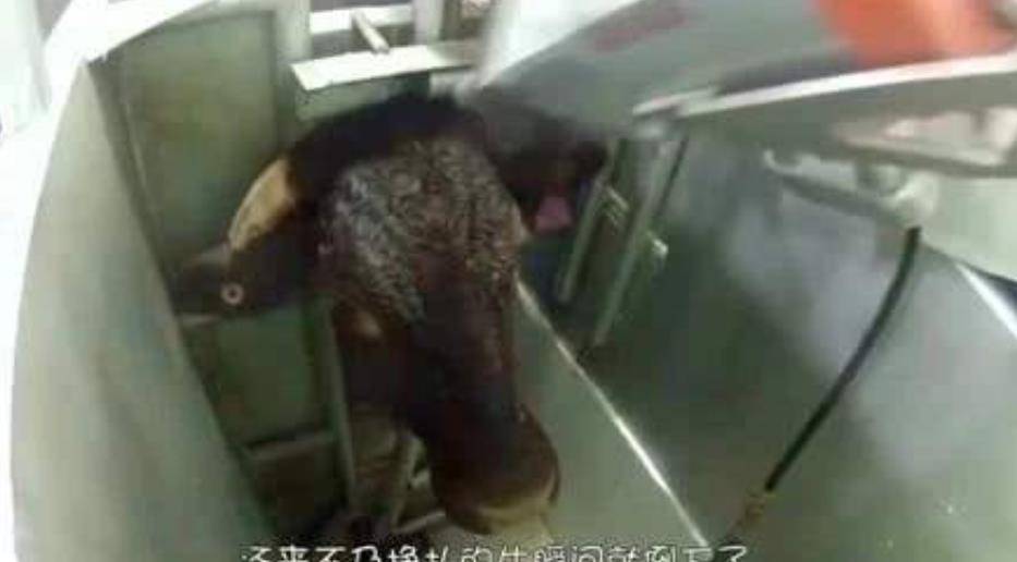 最新杀牛场视频,最新杀牛场视频，一场关于伦理与现实的争论