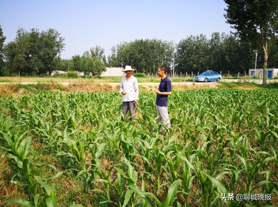 聊城玉米价格动态,聊城玉米价格动态，巷弄深处的玉米宝藏