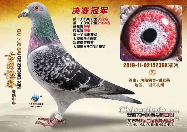 赛鸽比赛直播,赛鸽比赛直播，步骤指南